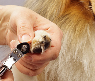 Nailing your dog’s nails!