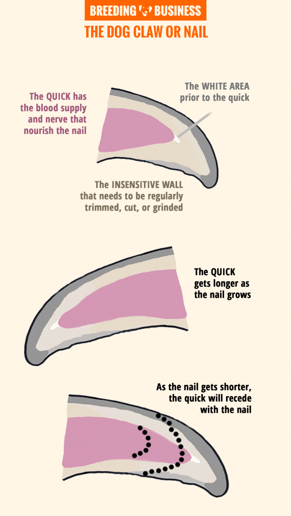 How Often Should You Cut Your Dog's Nails? | Preventive Vet