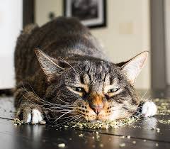 cat high on catnip 