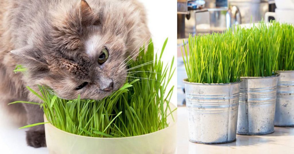 Cat enjoying cat grass